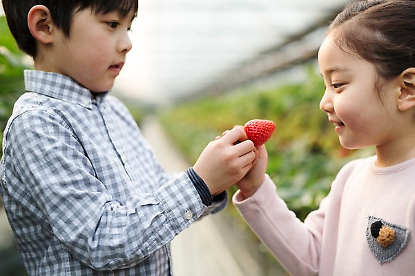 포토 JPG 여자 남자 어린이 딸기 실내 두명 한국인 농장체험 비닐하우스 딸기농장 국내포토 농업 과일 사람 동양인 내부 농장 체험학습 파일형식