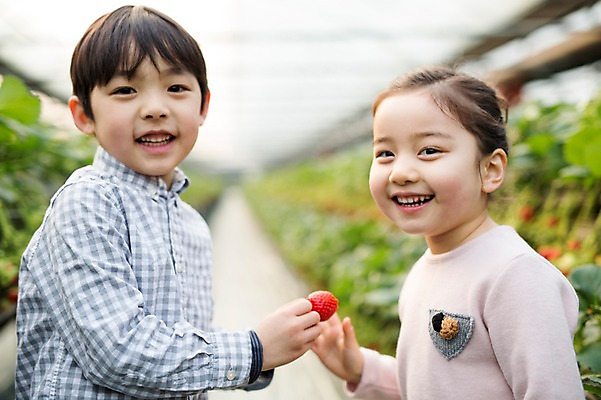 포토 JPG 여자 남자 어린이 딸기 실내 웃음 두명 한국인 농장체험 비닐하우스 딸기농장 국내포토 농업 과일 표정 사람 동양인 내부 농장 체험학습 파일형식