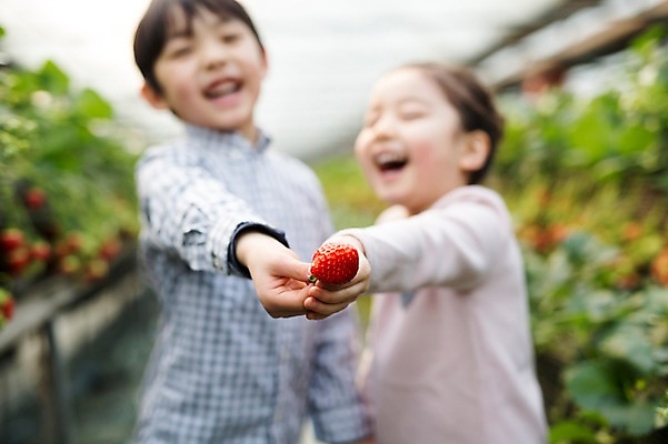 포토 JPG 여자 남자 어린이 딸기 실내 두명 아웃포커스 한국인 농장체험 비닐하우스 딸기농장 국내포토 농업 과일 촬영기법 사람 동양인 내부 농장 체험학습 파일형식