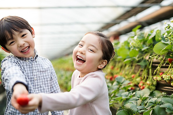 포토 JPG 여자 남자 어린이 딸기 실내 웃음 두명 한국인 농장체험 비닐하우스 딸기농장 국내포토 농업 과일 표정 사람 동양인 내부 농장 체험학습 파일형식