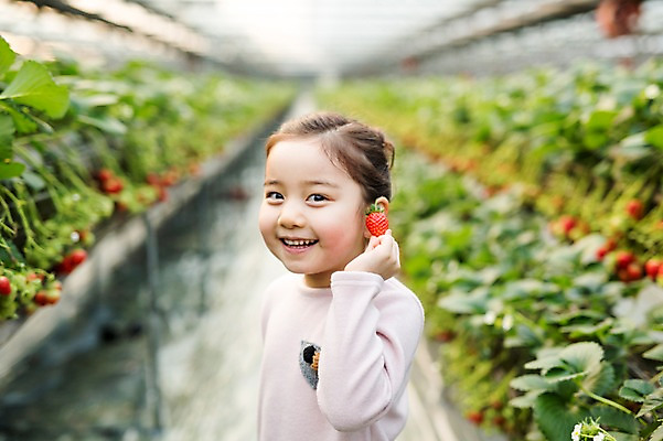 포토 JPG 여자 어린이 딸기 실내 한명 웃음 한국인 농장체험 비닐하우스 소녀한명만 딸기농장 국내포토 1 농업 과일 표정 사람 동양인 내부 농장 체험학습 여자한명만 소녀만 파일형식