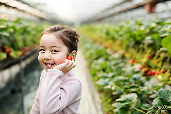 포토 JPG 여자 어린이 딸기 실내 한명 웃음 한국인 농장체험 비닐하우스 소녀한명만 딸기농장 국내포토 1 농업 과일 표정 사람 동양인 내부 농장 체험학습 여자한명만 소녀만 파일형식
