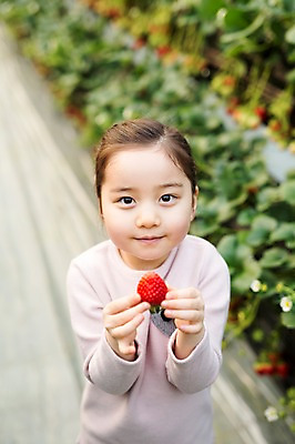 포토 JPG 여자 어린이 딸기 실내 한명 한국인 농장체험 비닐하우스 소녀한명만 딸기농장 국내포토 1 농업 과일 사람 동양인 내부 농장 체험학습 여자한명만 소녀만 파일형식