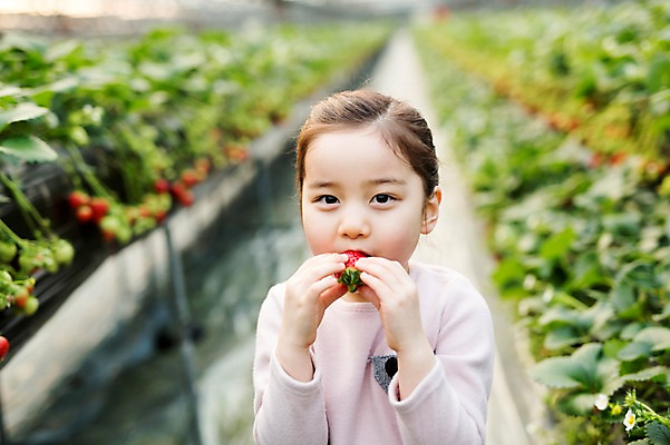 포토 JPG 여자 어린이 딸기 실내 한명 한국인 먹기 농장체험 비닐하우스 소녀한명만 딸기농장 국내포토 1 농업 과일 모션 사람 동양인 내부 농장 체험학습 여자한명만 소녀만 파일형식