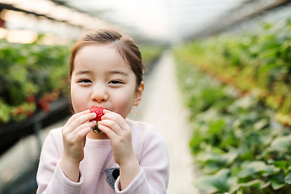 포토 JPG 여자 어린이 딸기 실내 한명 한국인 먹기 농장체험 비닐하우스 소녀한명만 딸기농장 국내포토 1 농업 과일 모션 사람 동양인 내부 농장 체험학습 여자한명만 소녀만 파일형식