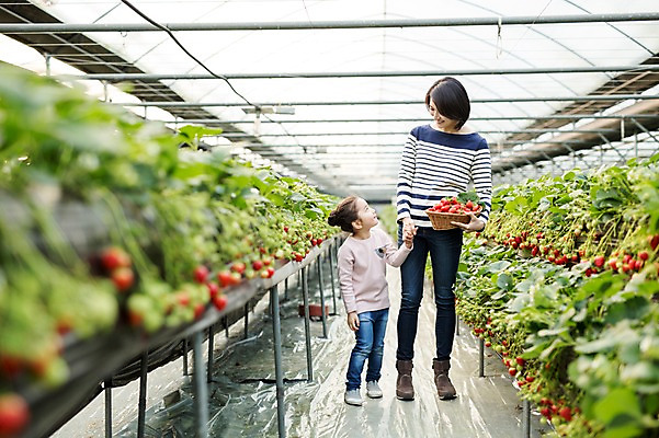 포토 JPG 여자 딸 어린이 딸기 모녀 엄마 실내 성인 두명 30대 바구니 손잡기 한국인 농장체험 비닐하우스 딸기농장 국내포토 농업 과일 가족 모션 사람 동양인 내부 장년 농장 체험학습 파일형식