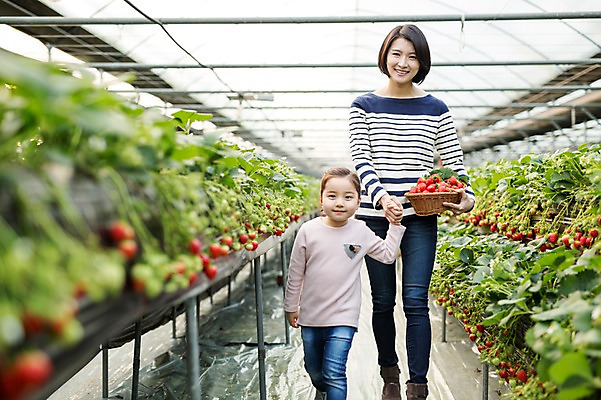 포토 JPG 여자 딸 어린이 딸기 모녀 엄마 실내 성인 두명 30대 바구니 손잡기 한국인 농장체험 비닐하우스 딸기농장 국내포토 농업 과일 가족 모션 사람 동양인 내부 장년 농장 체험학습 파일형식