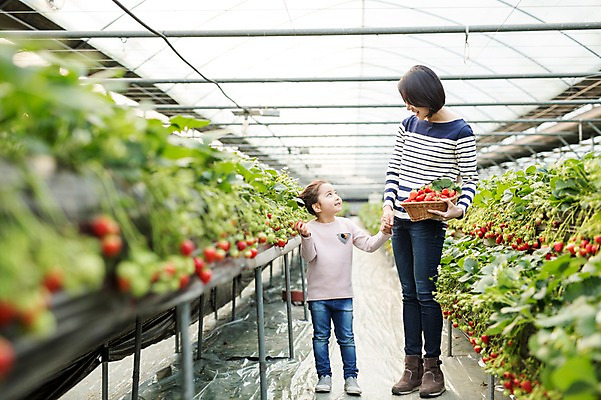 포토 JPG 여자 딸 어린이 딸기 모녀 엄마 실내 성인 두명 30대 바구니 손잡기 한국인 농장체험 비닐하우스 딸기농장 국내포토 농업 과일 가족 모션 사람 동양인 내부 장년 농장 체험학습 파일형식