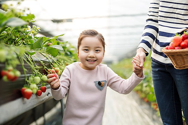 포토 JPG 여자 딸 어린이 딸기 모녀 엄마 실내 웃음 성인 두명 30대 바구니 손잡기 한국인 농장체험 비닐하우스 딸기농장 국내포토 농업 과일 가족 모션 표정 사람 동양인 내부 장년 농장 체험학습 파일형식