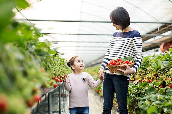 포토 JPG 여자 딸 어린이 딸기 모녀 엄마 실내 성인 두명 30대 바구니 마주보기 손잡기 한국인 농장체험 비닐하우스 딸기농장 국내포토 농업 과일 가족 모션 사람 동양인 내부 장년 농장 체험학습 파일형식