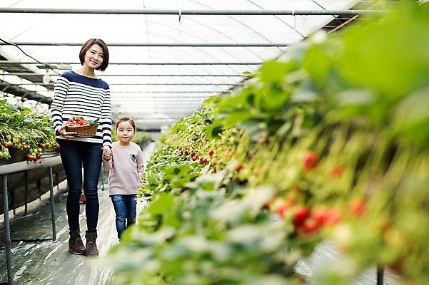 포토 JPG 여자 딸 어린이 딸기 모녀 엄마 실내 성인 두명 30대 바구니 손잡기 한국인 농장체험 비닐하우스 딸기농장 국내포토 농업 과일 가족 모션 사람 동양인 내부 장년 농장 체험학습 파일형식