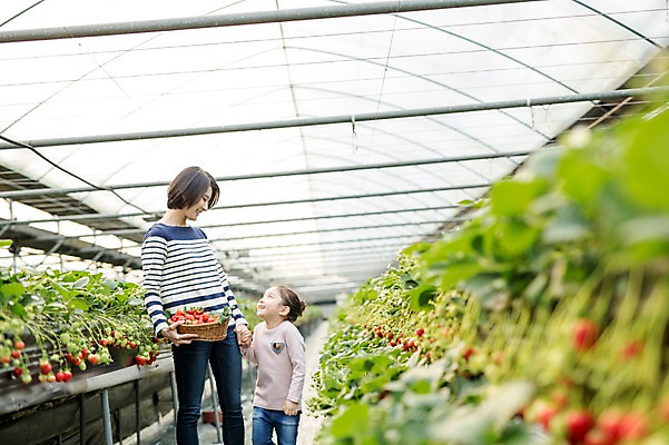 포토 JPG 여자 딸 어린이 딸기 모녀 엄마 실내 성인 두명 30대 바구니 마주보기 손잡기 한국인 농장체험 비닐하우스 딸기농장 국내포토 농업 과일 가족 모션 사람 동양인 내부 장년 농장 체험학습 파일형식