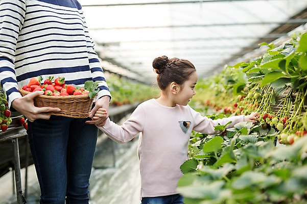 포토 JPG 여자 어린이 딸기 모녀 실내 성인 두명 바구니 손잡기 한국인 농장체험 비닐하우스 딸기농장 국내포토 딸 농업 과일 가족 모션 엄마 사람 동양인 내부 농장 체험학습 파일형식
