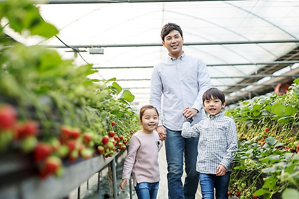 포토 JPG 여자 남자 딸 아들 어린이 가족 딸기 실내 성인 세명 30대 손잡기 한국인 아빠 농장체험 비닐하우스 딸기농장 국내포토 농업 과일 관계 모션 사람 동양인 내부 장년 농장 체험학습 파일형식