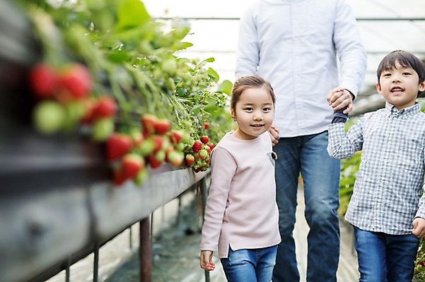 포토 JPG 여자 남자 어린이 가족 딸기 실내 성인 세명 손잡기 한국인 농장체험 비닐하우스 딸기농장 국내포토 농업 과일 관계 모션 사람 동양인 내부 농장 체험학습 파일형식