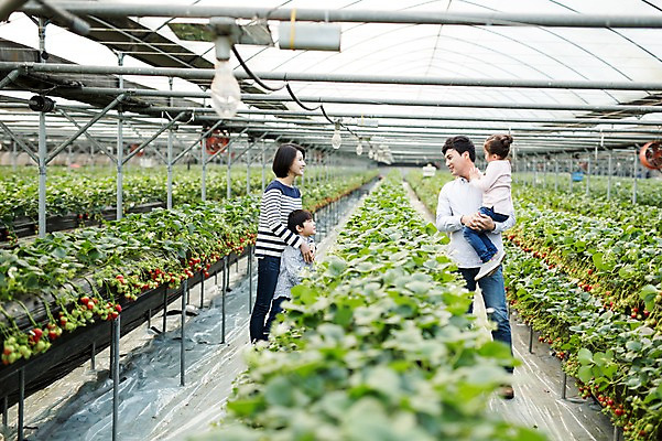 포토 JPG 여자 남자 딸 아들 어린이 가족 안기 딸기 엄마 실내 여러명 성인 30대 한국인 아빠 농장체험 비닐하우스 딸기농장 국내포토 다수 농업 과일 관계 모션 사람 동양인 내부 장년 농장 체험학습 파일형식