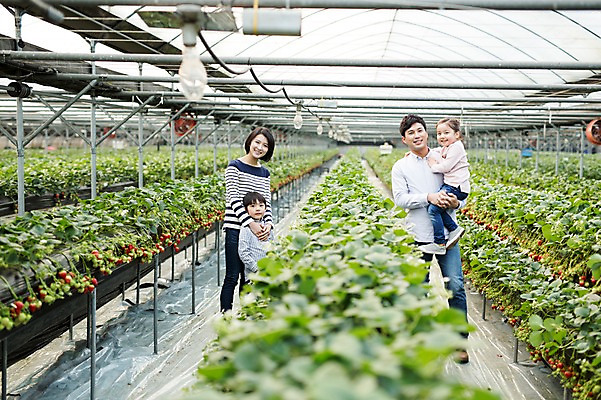 포토 JPG 여자 남자 딸 아들 어린이 가족 안기 딸기 엄마 실내 여러명 성인 30대 한국인 아빠 농장체험 비닐하우스 딸기농장 국내포토 다수 농업 과일 관계 모션 사람 동양인 내부 장년 농장 체험학습 파일형식
