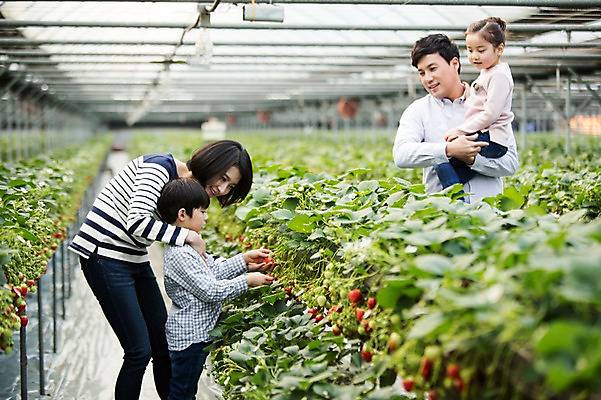 포토 JPG 여자 남자 딸 아들 어린이 가족 안기 딸기 엄마 실내 여러명 성인 30대 한국인 아빠 농장체험 비닐하우스 딸기농장 국내포토 다수 농업 과일 관계 모션 사람 동양인 내부 장년 농장 체험학습 파일형식