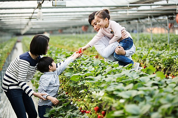 포토 JPG 여자 남자 딸 아들 어린이 가족 안기 딸기 엄마 실내 여러명 성인 30대 한국인 아빠 농장체험 비닐하우스 딸기농장 국내포토 다수 농업 과일 관계 모션 사람 동양인 내부 장년 농장 체험학습 파일형식
