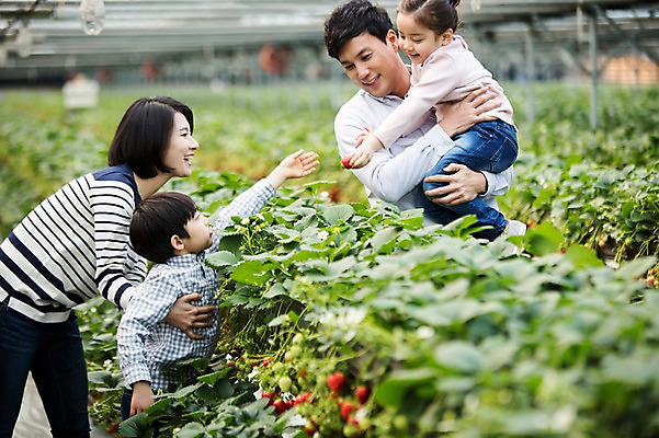 포토 JPG 여자 남자 딸 아들 어린이 가족 안기 딸기 엄마 실내 여러명 성인 30대 한국인 아빠 농장체험 비닐하우스 딸기농장 국내포토 다수 농업 과일 관계 모션 사람 동양인 내부 장년 농장 체험학습 파일형식