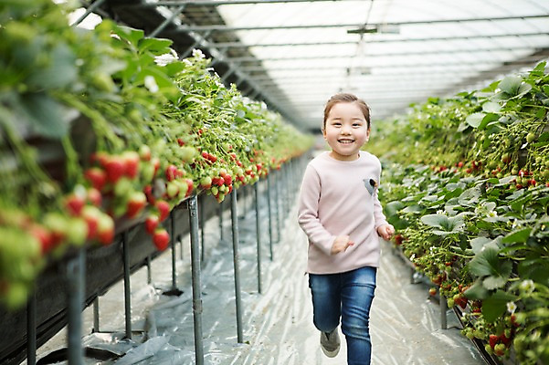 포토 JPG 여자 어린이 딸기 실내 한명 달리기 한국인 농장체험 비닐하우스 소녀한명만 딸기농장 국내포토 1 농업 과일 모션 사람 동양인 내부 농장 체험학습 여자한명만 소녀만 파일형식