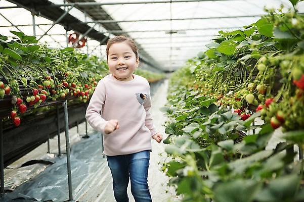 포토 JPG 여자 어린이 딸기 실내 한명 달리기 한국인 농장체험 비닐하우스 소녀한명만 딸기농장 국내포토 1 농업 과일 모션 사람 동양인 내부 농장 체험학습 여자한명만 소녀만 파일형식