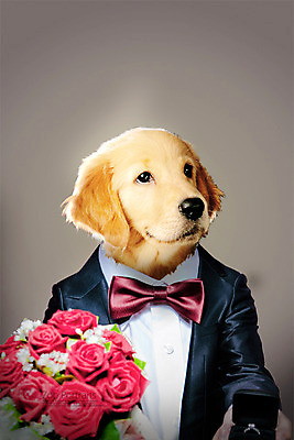 PSD 편집이미지 꽃다발 프로포즈 나비넥타이 의인화 정장 턱시도 사람없음 반려동물 장미 골든리트리버 강아지 디지털합성 합성 초상화 반려 이미지편집 동물 옷 꽃 넥타이 개 리트리버 그림 파일형식