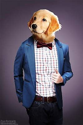 PSD 편집이미지 나비넥타이 의인화 정장 사람없음 반려동물 재킷 청바지 골든리트리버 강아지 디지털합성 합성 초상화 반려 이미지편집 동물 옷 바지 넥타이 외투 개 리트리버 그림 파일형식