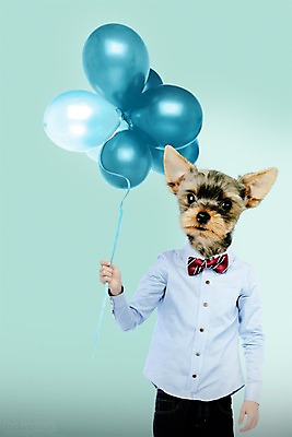 PSD 편집이미지 나비넥타이 의인화 사람없음 반려동물 강아지 요크셔테리어 디지털합성 합성 풍선 초상화 반려 이미지편집 동물 넥타이 개 테리어 그림 파일형식