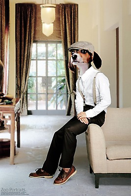 PSD 편집이미지 모자 실내 의인화 사람없음 반려동물 소파 강아지 멜빵 디지털합성 합성 초상화 반려 이미지편집 동물 잡화 의자 내부 개 그림 파일형식