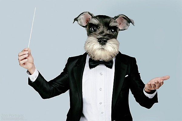 PSD 편집이미지 나비넥타이 의인화 정장 턱시도 사람없음 반려동물 강아지 슈나우저 디지털합성 합성 지휘봉 지휘자 지휘 초상화 반려 이미지편집 동물 옷 넥타이 음악가 개 그림 파일형식