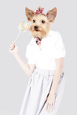 PSD 편집이미지 의인화 막대사탕 사람없음 반려동물 강아지 요크셔테리어 디지털합성 합성 머리끈 초상화 반려 이미지편집 동물 장신구 사탕 개 테리어 그림 파일형식