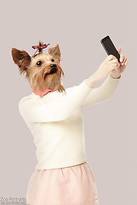 PSD 편집이미지 의인화 사람없음 스마트폰 반려동물 강아지 셀프카메라 요크셔테리어 디지털합성 합성 머리끈 초상화 반려 이미지편집 동물 장신구 핸드폰 스마트기기 사진촬영 개 테리어 그림 파일형식