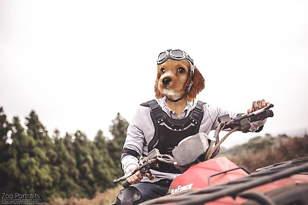 주간 PSD 편집이미지 고글 의인화 사람없음 야외 레포츠 반려동물 오토바이 강아지 디지털합성 합성 초상화 반려 이미지편집 자연요소 동물 레저 바이크 개 그림 파일형식