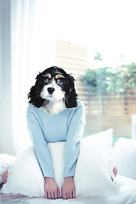 PSD 편집이미지 창문 베개 실내 의인화 사람없음 반려동물 강아지 디지털합성 니트 합성 초상화 반려 이미지편집 동물 상의 침구 내부 개 그림 파일형식