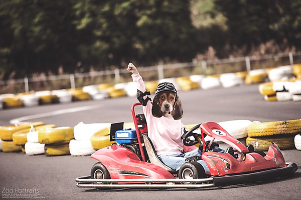 주간 PSD 편집이미지 의인화 사람없음 야외 레포츠 반려동물 카트 강아지 보호장비 디지털합성 합성 비글 초상화 반려 이미지편집 자연요소 동물 레저 장비 개 그림 파일형식