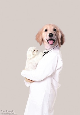 PSD 편집이미지 청진기 안기 의인화 사람없음 반려동물 골든리트리버 강아지 디지털합성 합성 수의사 초상화 반려 이미지편집 동물 의료기기 모션 의사 개 리트리버 그림 파일형식