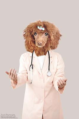 PSD 편집이미지 청진기 의인화 사람없음 반려동물 의사 의사가운 강아지 디지털합성 합성 푸들 초상화 반려 이미지편집 동물 의료기기 의료진 가운 개 그림 파일형식