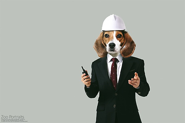 PSD 편집이미지 의인화 정장 사람없음 반려동물 강아지 안전모 디지털합성 합성 비글 무전기 초상화 반려 이미지편집 동물 옷 무선통신 개 헬멧 안전장비 그림 파일형식