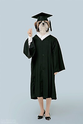 전신 PSD 편집이미지 학사모 졸업 의인화 사람없음 반려동물 파이팅 졸업가운 강아지 시츄 디지털합성 합성 초상화 반려 이미지편집 동물 모자_잡화 교육 모션 가운 개 그림 파일형식