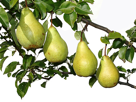 포토 JPG 해외이미지 선 농업 과일 들기 사람없음 초록색 농작물 수확 나뭇가지 4 맛 고립 등급 숙성 식용 줄서기 혼자 해외202004 해외포토 나무 산업 컬러 컨셉 모션 숫자 파일형식 이미지허브