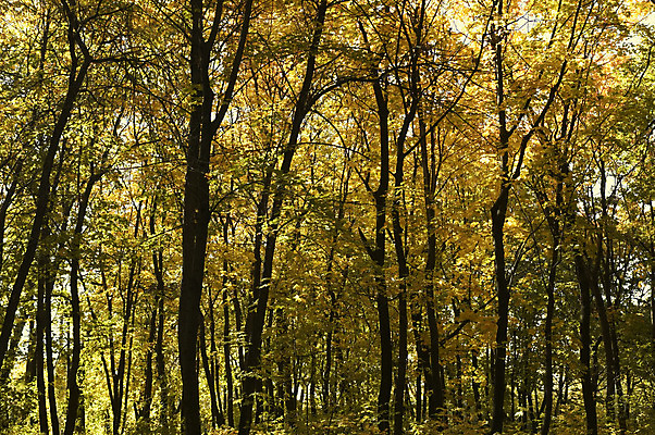 포토 JPG 해외이미지 나무 식물 디자인 계절 공원 단풍 잎 패턴 자연 추상 그림자 사람없음 초록색 빛 노란색 검은색 가을 나뭇가지 정상 숲 9월 10월 대칭 해외202004 해외포토 공공시설 컬러 무늬 날짜 생태계 파일형식 이미지허브
