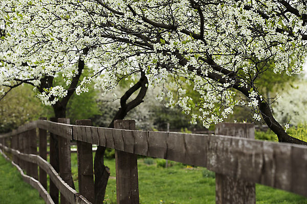 포토 JPG 해외이미지 나무 꽃잎 꽃 분홍색 과일 사람없음 여름 정원 봄 벚꽃 나뭇가지 개화 체리 사과 과수원 해외202004 해외포토 식물 계절 컬러 농업 파일형식 이미지허브