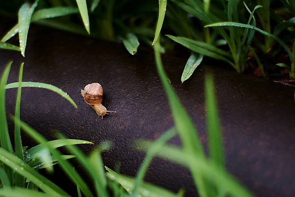 포토 JPG 해외이미지 식물 동물 계절 야생동물 백그라운드 잎 모션 자연 성공 연체동물 나선형 사람없음 야외 물 농장 환경 정원 봄 젖음 껍질 신선 떨어짐 숲 이슬 땅 빗방울 속도 덮기 느림 내추럴 기어가기 동물상 민달팽이 끈적임 해외202004 해외포토 자연요소 컨셉 무늬 농업 무척추동물 조형물 비_날씨 생태계 파일형식 달팽이_동물 이미지허브
