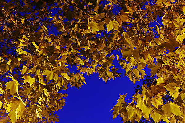 포토 JPG 해외이미지 나무 계절 공원 백그라운드 단풍 잎 패턴 오렌지 자연 하늘 프레임 사람없음 야외 빨간색 파란색 빛 햇빛 노란색 활발 가을 흰색 변화 숲 9월 11월 묘사 오브젝트 질감 10월 옛날 많음 해외202004 해외포토 식물 공공시설 컬러 컨셉 무늬 과일 태양 날짜 생태계 파일형식 이미지허브