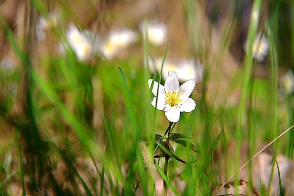 포토 JPG 해외이미지 식물 계절 공원 꽃잎 꽃 백그라운드 잎 꽃무늬 밭 봄꽃 자연 날씨 따뜻함 사람없음 야외 초록색 여름 노란색 환경 정원 봄 하이킹 성장 벚꽃 흰색 신선 개화 닫기 소프트포커스 예측 보케 내추럴 혼자 전경 해외202004 해외포토 공공시설 컬러 컨셉 무늬 농업 모션 레저 촬영기법 풍경 생태계 파일형식 탑뷰 이미지허브
