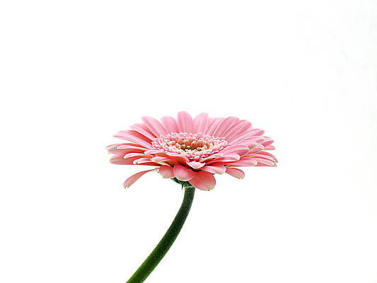 포토 JPG 해외이미지 식물 꽃 줄기 분홍색 백그라운드 오렌지 발렌타인데이 선물 사람없음 초록색 컬러풀 노란색 봄 벚꽃 흰색 신선 개화 닫기 큼 묘사 원예 데이지 꽃가루 거베라 고립 넘어짐 해외202004 해외포토 계절 컬러 과일 모션 데이이벤트 취미 크기 가루 파일형식 이미지허브