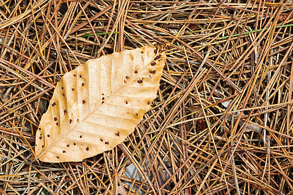 포토 JPG 해외이미지 나무 잎 사람없음 갈색 가을 소나무 숲 해외202004 해외포토 식물 계절 컬러 파일형식 이미지허브