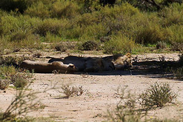 포토 JPG 해외이미지 여행 아프리카 국립공원 3 사람없음 잠 사자 사파리 갈기 나미비아 남아프리카 사바나 해외202004 해외포토 공원 나라 포유류 파일형식 이미지허브