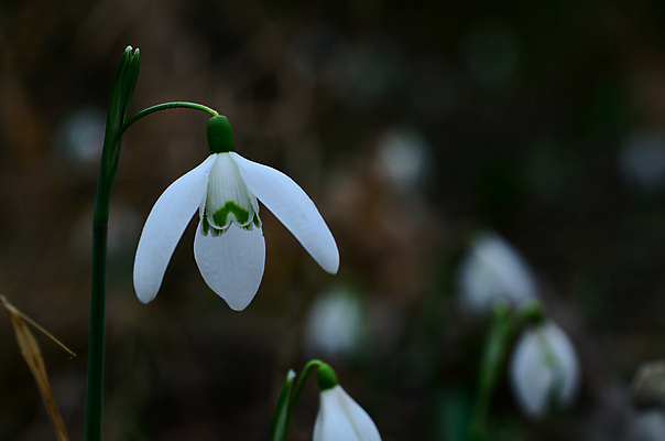 포토 JPG 해외이미지 식물 계절 꽃 분홍색 꽃다발 밭 자연 휴식 부활절 선물 사랑 사람없음 야외 초록색 빛 컬러풀 햇빛 태양 장미 노란색 정원 봄 성장 흰색 신선 우아함 제비꽃 데이지 향기 아로마 천국 해외202004 해외포토 자연요소 기념일 감정 컬러 컨셉 농업 생태계 냄새 파일형식 이미지허브